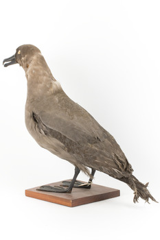 Sooty Albatross specimen standing on a wooden mount and facing forward.