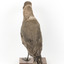 Sooty Albatross specimen standing on a wooden mount and facing forward.