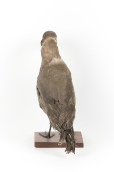 Sooty Albatross specimen standing on a wooden mount and facing forward.