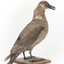 Sooty Albatross specimen standing on a wooden mount and facing forward.