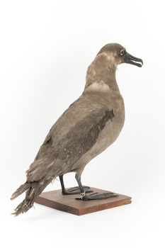 Sooty Albatross specimen standing on a wooden mount and facing forward.