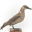 Sooty Albatross specimen standing on a wooden mount and facing forward.