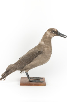 Sooty Albatross specimen standing on a wooden mount and facing forward.