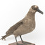 Sooty Albatross specimen standing on a wooden mount and facing forward.