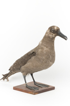 Sooty Albatross specimen standing on a wooden mount and facing forward.