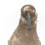 Sooty Albatross specimen standing on a wooden mount and facing forward.