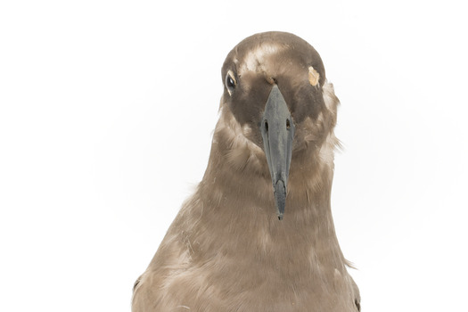 Sooty Albatross specimen standing on a wooden mount and facing forward.