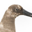 Sooty Albatross specimen standing on a wooden mount and facing forward.