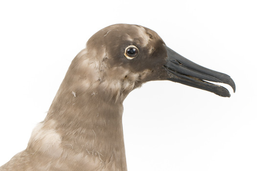 Sooty Albatross specimen standing on a wooden mount and facing forward.