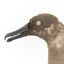 Sooty Albatross specimen standing on a wooden mount and facing forward.