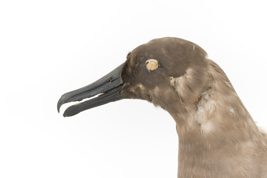 Sooty Albatross specimen standing on a wooden mount and facing forward.