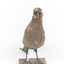 Sooty Albatross specimen standing on a wooden mount and facing forward.