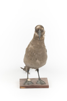 Sooty Albatross specimen standing on a wooden mount and facing forward.