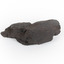 A hand-sized sedimentary rock specimen of dark brown. 