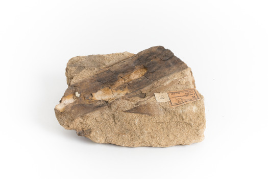A hand-sized solid mineral specimen in shades of yellow and brown