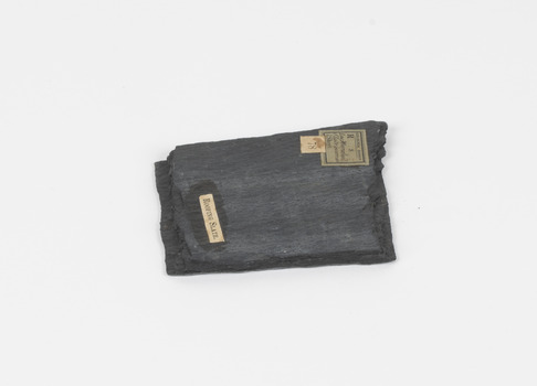 A rectangular metamorphic specimen, dark grey almost black in colour