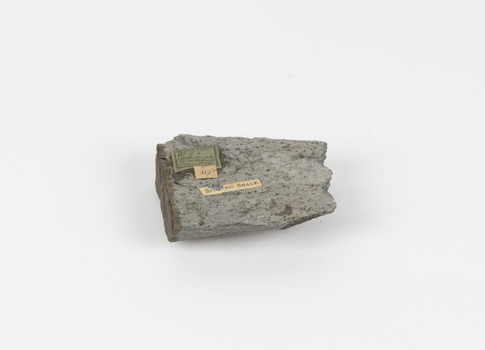 A disfigured rectangular like shape of fine-grained, poorly foliated, porphyroblastic metamorphic rock. The spotted slate is light grey in colour with darker flecks throughout.