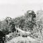 Rectangle black and white photograph of bush scene with part of a suspension rope and wooden plank bridge visible in the middle of the image.