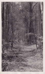 Black and white photograph of a narrow path in the forest. Tall trees line the path.