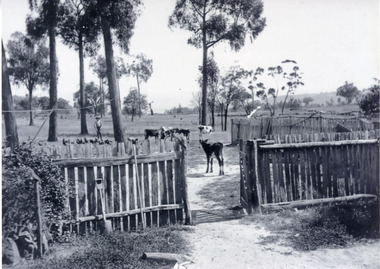Photograph of a farmer with calves and chickens in an outdoor setting.