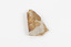 Piece of light brown rock with pieces of fossilised leaves in shades of yellow and brown.