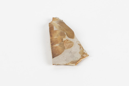 Piece of light brown rock with pieces of fossilised leaves in shades of yellow and brown.