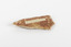 Piece of light brown rock with pieces of fossilised leaves in shades of yellow and brown.