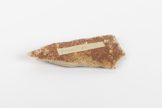 Piece of light brown rock with pieces of fossilised leaves in shades of yellow and brown.