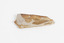Piece of light brown rock with pieces of fossilised leaves in shades of yellow and brown.