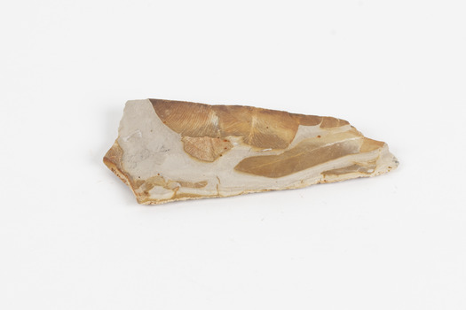 Piece of light brown rock with pieces of fossilised leaves in shades of yellow and brown.