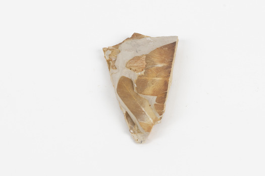 Piece of light brown rock with pieces of fossilised leaves in shades of yellow and brown.