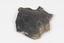 Piece of dark gray/dark brown rock with shades of light brown and fossilised leaves