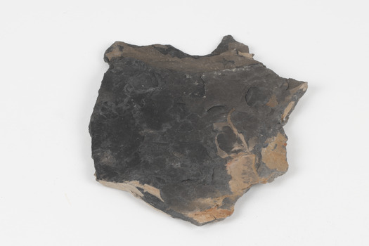 Piece of dark gray/dark brown rock with shades of light brown and fossilised leaves