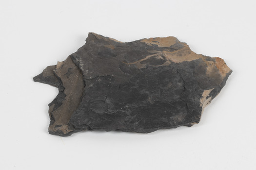 Piece of dark gray/dark brown rock with shades of light brown and fossilised leaves
