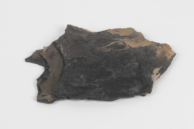 Piece of dark gray/dark brown rock with shades of light brown and fossilised leaves