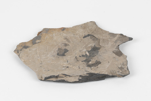 Piece of dark gray/dark brown rock with shades of light brown and fossilised leaves