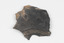 Piece of dark gray/dark brown rock with shades of light brown and fossilised leaves