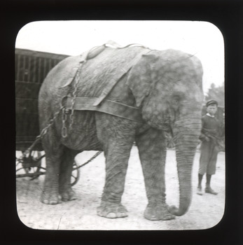 A monochrome photograph within a square frame featuring an image of boy standing next to a circus elephant.