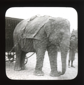 A monochrome photograph within a square frame featuring an image of boy standing next to a circus elephant.