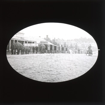 A monochrome photograph within a square frame featuring an image of a group of circus elephants being marched through a main street.