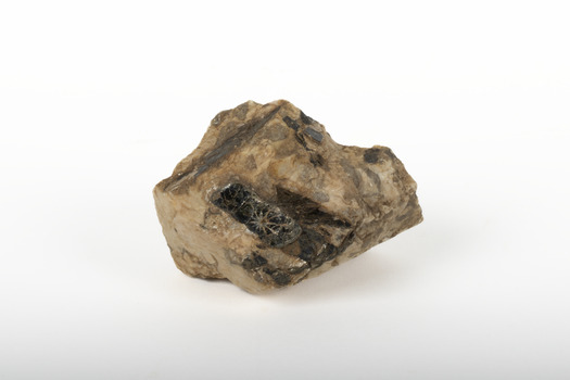 A small, textured caramel-coloured rock with brown patches. Top left side is angled and a darker brown. Top right side dips like a slide. A deeper indentation at the front is dark brown with an imprint the shape of a star.