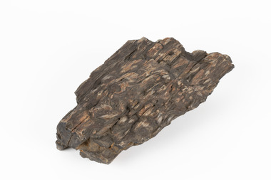 Geological specimen - Silicified wood