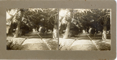 A stereoscopic photograph mounted on card depicting a straight path in the centre of the landscape leading towards a building. Trees and shrubs with leafy foliage line both sides of the path and provide shade. 