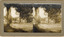 A stereoscopic photograph depicting a row of tall trees in a sunny landscape setting, with hills and additional trees visible in the background. 