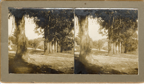 A stereoscopic photograph depicting a row of tall trees in a sunny landscape setting, with hills and additional trees visible in the background. 