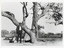 A black and white copy of a photograph of a suited man wearing a hat standing in front of a sprawling tree.