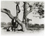 A black and white photograph of a suited man wearing a hat standing in front of a sprawling tree.