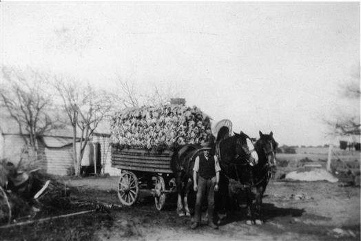 Plateway horse-drawn wagon owned by Vic Peterson's cart loaded with cauliflowers, ready to leave for the Queen Victoria Market. C 1920s 