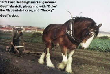Photograph: Horse-drawn Plough at Work: 1969 Geoff Marriott ploughing in his Market Garden