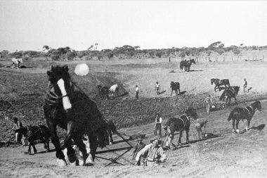 F6  22 MAV 00571  Horse Drawn Scoop Earthworks  1900